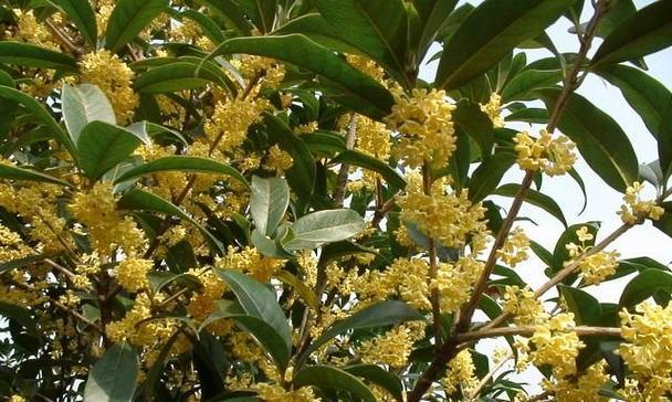 四季桂花的花期和开花次数（春夏秋冬）