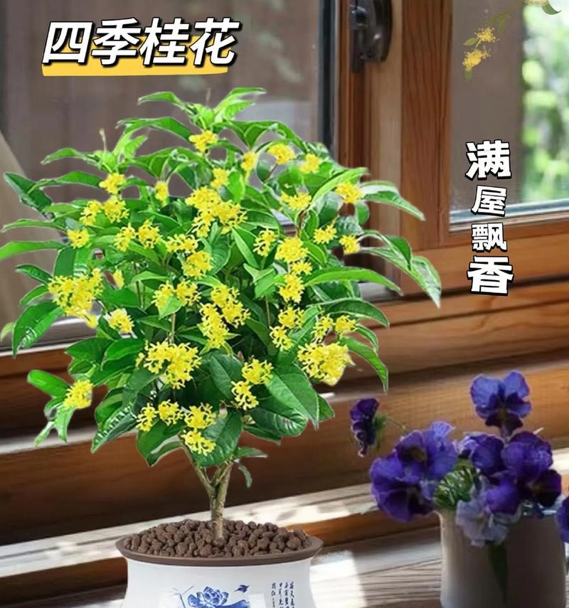 四季桂花可以放在室内养吗（了解四季桂花的毒性和养殖技巧）