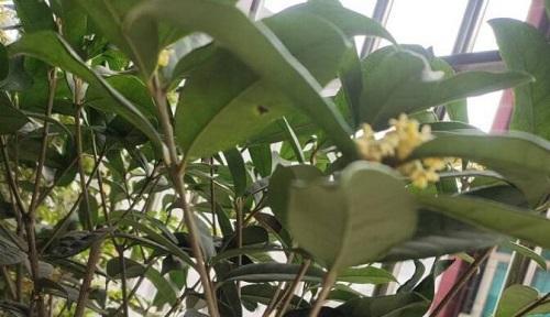 四季桂如何选择种植土壤（了解四季桂的生长环境与土壤需求）