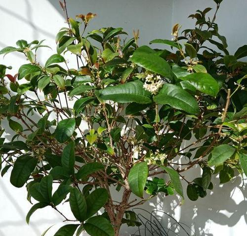 四季桂的神奇之处（一年四季都开花的神奇植物）