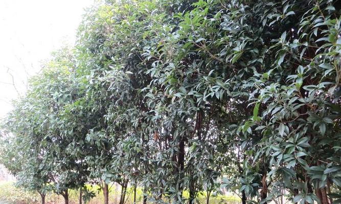 四季桂——乔木还是灌木（植物形态与生长特性分析）