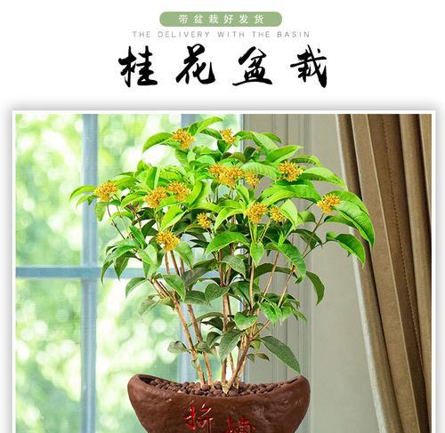 四季桂的家庭养法（关于四季桂的喜好）