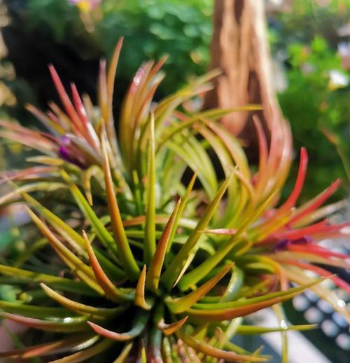 四季果的授粉时间与方式（了解四季果的花期、花型及传粉方式）