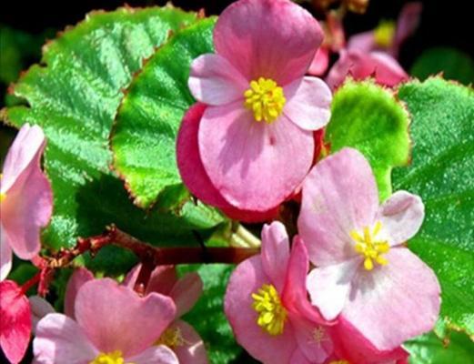 四季海棠为什么不开花（探寻四季海棠不开花的原因及解决方法）
