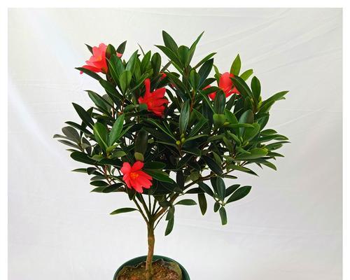四季红山茶盆栽养殖全指南（透过四季红山茶盆栽）