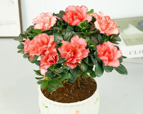 四季花开，不断惊艳——探索四季花卉的无限魅力（以开花为主题的四季花卉盘点）