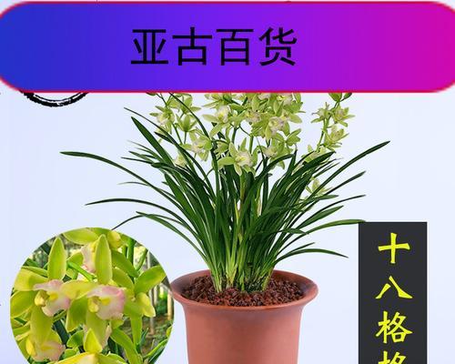 四季兰花的盛开期及养护方法（了解四季兰的生长周期）