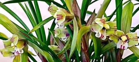 四季兰花长期开花的养殖技巧（打造鲜花常青的家庭园林）