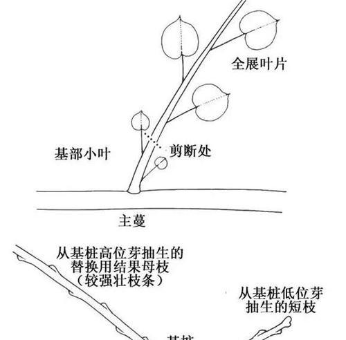 四季玫瑰修剪法大全（从基本技巧到高级技巧）