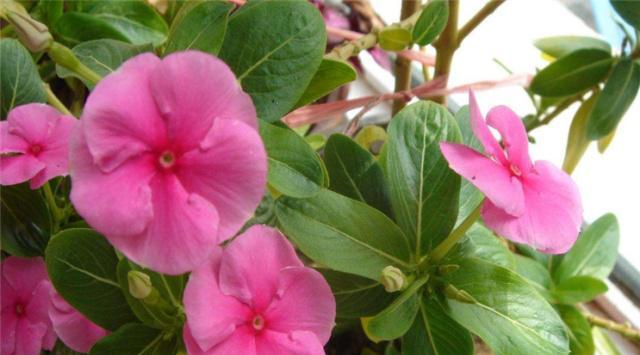 四季梅的花开几次（探究四季梅花的开花规律与管理技巧）
