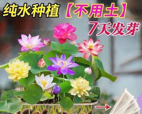 四季碗莲花开的奥秘（揭秘四季碗莲一年开几次花的真相）