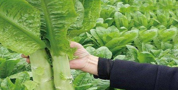 四季莴笋种植指南（时间）