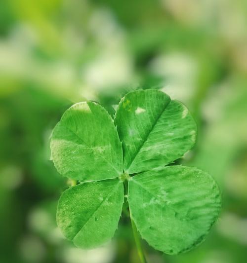 四叶草的奇妙之处（探究四叶草的种类）