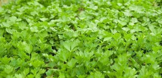 四月种菜攻略！春季最适合种植的蔬菜有哪些（四月种植蔬菜的时间、地点、方法以及注意事项详解）