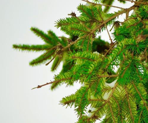 松柏类植物（种类丰富）
