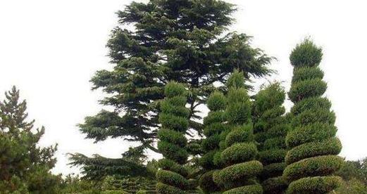松柏树适合家门口种植吗？
