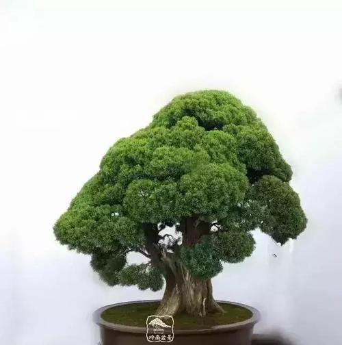 松柏之意——生命的坚韧与永恒（揭示松柏象征的多重含义及其与人生的深刻共鸣）