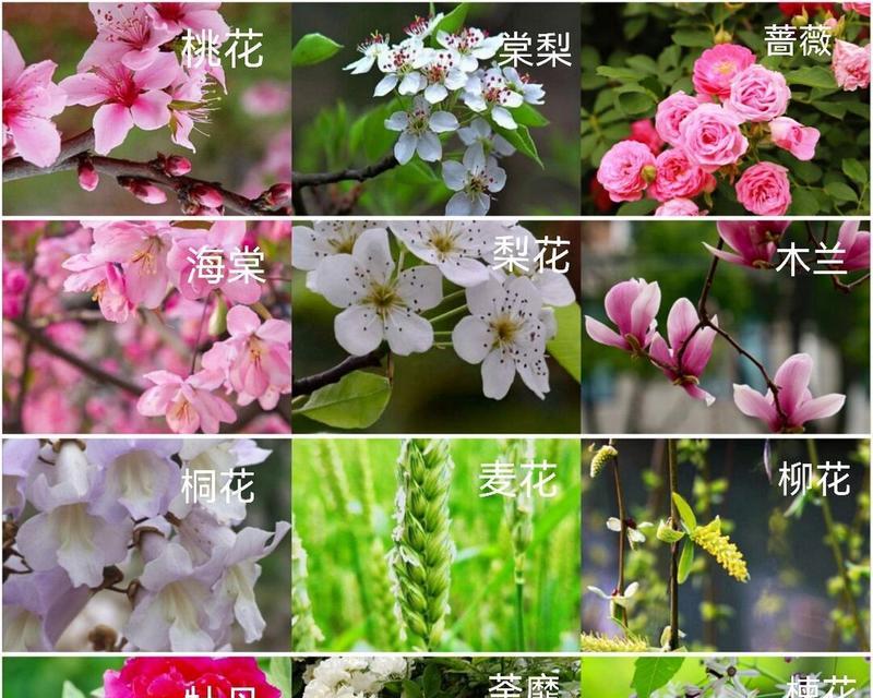 松果凤梨开花周期详解（了解松果凤梨的生长规律）