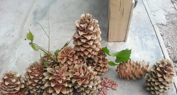 松果上市季节与成熟时间解析（秋季收获的松果为主）