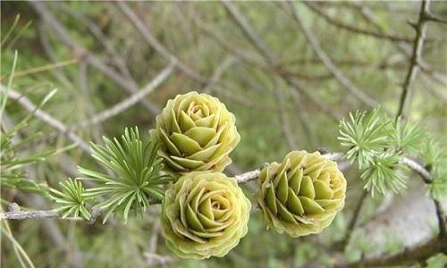 松果是裸子植物（探究松果的分类）