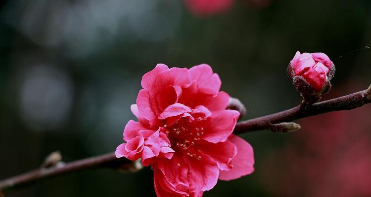 桃花的花语和传说（桃花的美丽和神奇之旅）