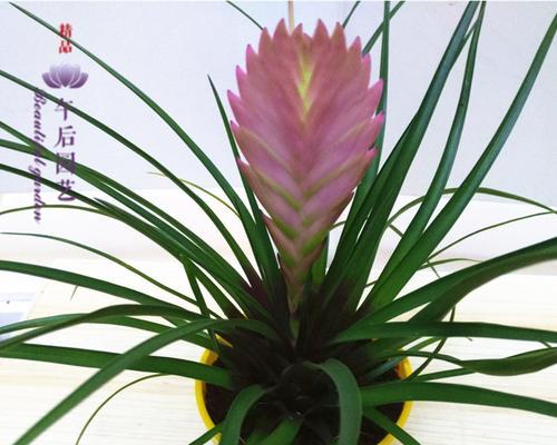 铁兰花语解析（铁兰花语的意义与传承）