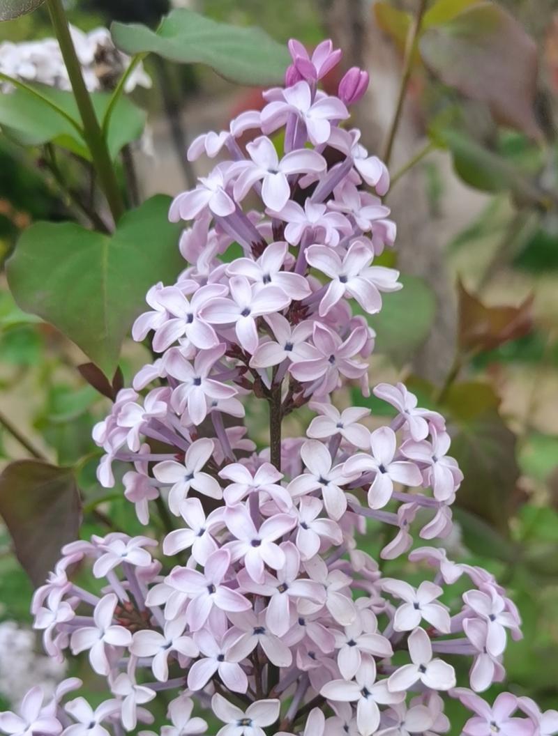 五瓣丁香（探寻五瓣丁香的花语之美）