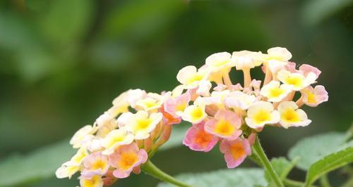 五色梅花语之美——花开五彩缤纷（探寻五色梅的花语与美丽）