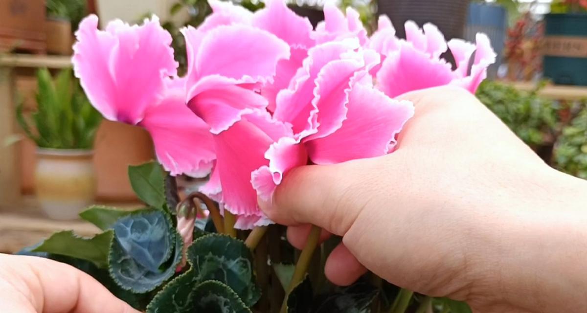 仙客来花语与寓意（以花传情）