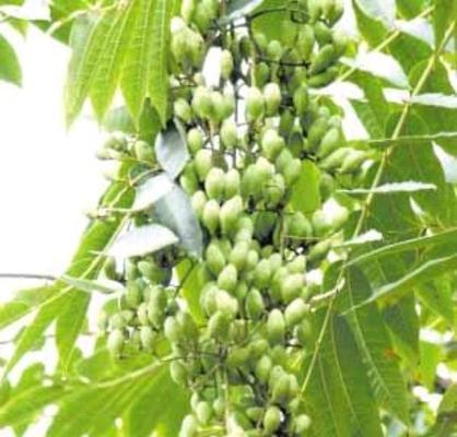 香椿树开花的预示意义（香椿树开花）