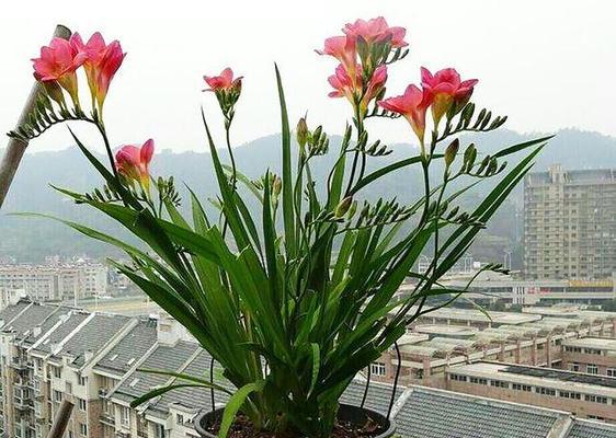 探秘香雪兰的花语与寓意(解读花海中的神秘花朵)