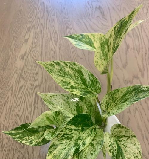植物中的公平正义（象征公平正义的植物及其意义）