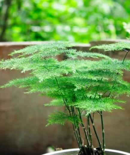 以象征金榜题名的植物（探索古人崇拜的翰墨之神及其寓意）