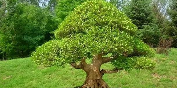 以象征君子的植物（高尚品质的绿色象征）