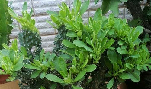 植物中的平安象征（揭秘平安象征植物的美丽与意义）