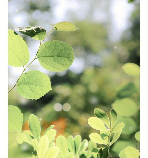 平凡中的力量——探寻植物的象征意义（以平凡植物为载体）