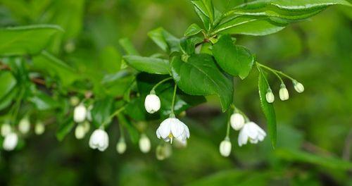 平凡中的力量——探寻植物的象征意义（以平凡植物为载体）