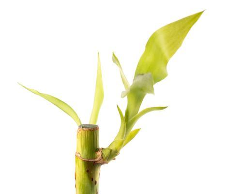 生生不息——植物世界的奇迹（探索植物生命的无限魅力）