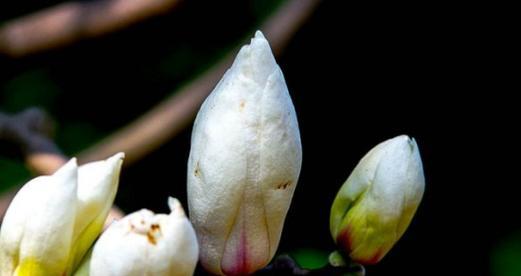以象征友情的植物为主题的文章（探索友谊之花）