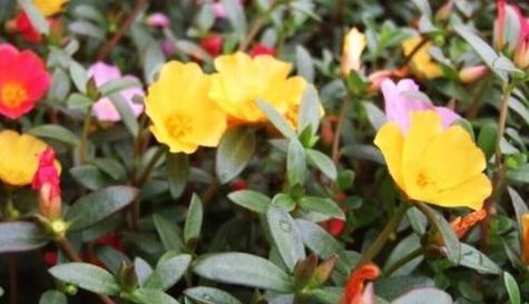 友谊之花（以植物为纽带）