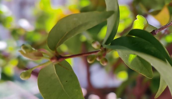 智慧的象征（探索植物王国中象征智慧的神奇生物）