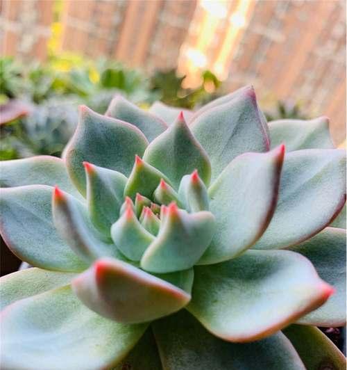 自由自在的植物世界（探索大自然的奇妙之旅）