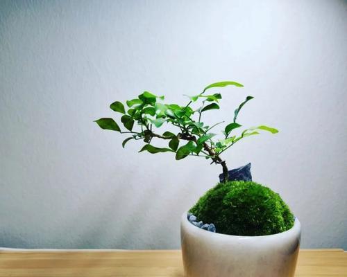 禅意植物（探索禅意植物的魅力）