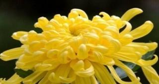小菊花花语的深刻寓意（探寻小菊花的生命智慧和情感传递）