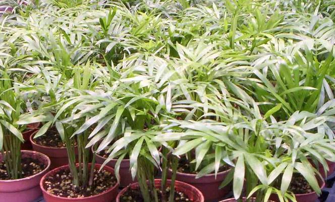 花开有情，椰香缭绕（探寻袖珍椰子的花语之美）