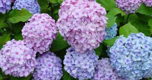绣球花花语及其代表意义（美丽的花卉）