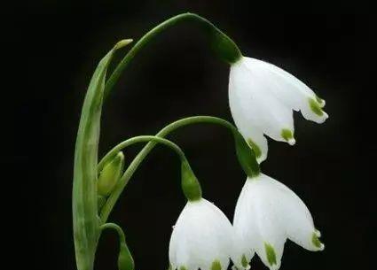 雪滴花（传说中的花语与美丽神话）