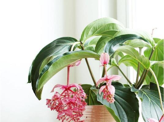 雁来红花（神秘的花语与美丽传说）