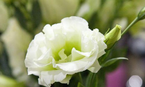 洋桔梗花语和寓意（洋桔梗的花语与传说）