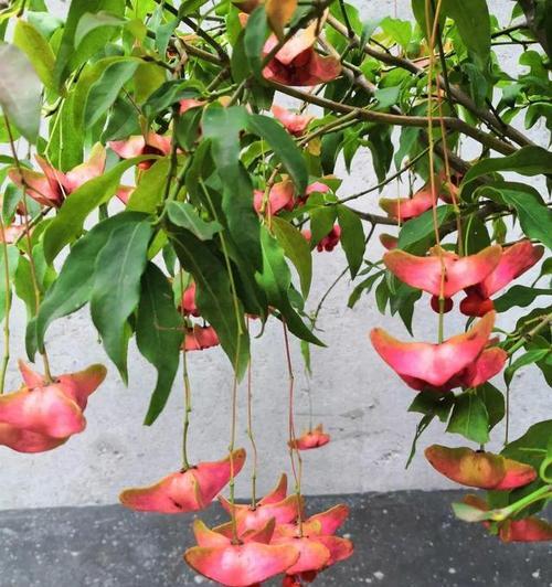 摇钱树的花语与文化象征（摇钱树的花语和文化象征）